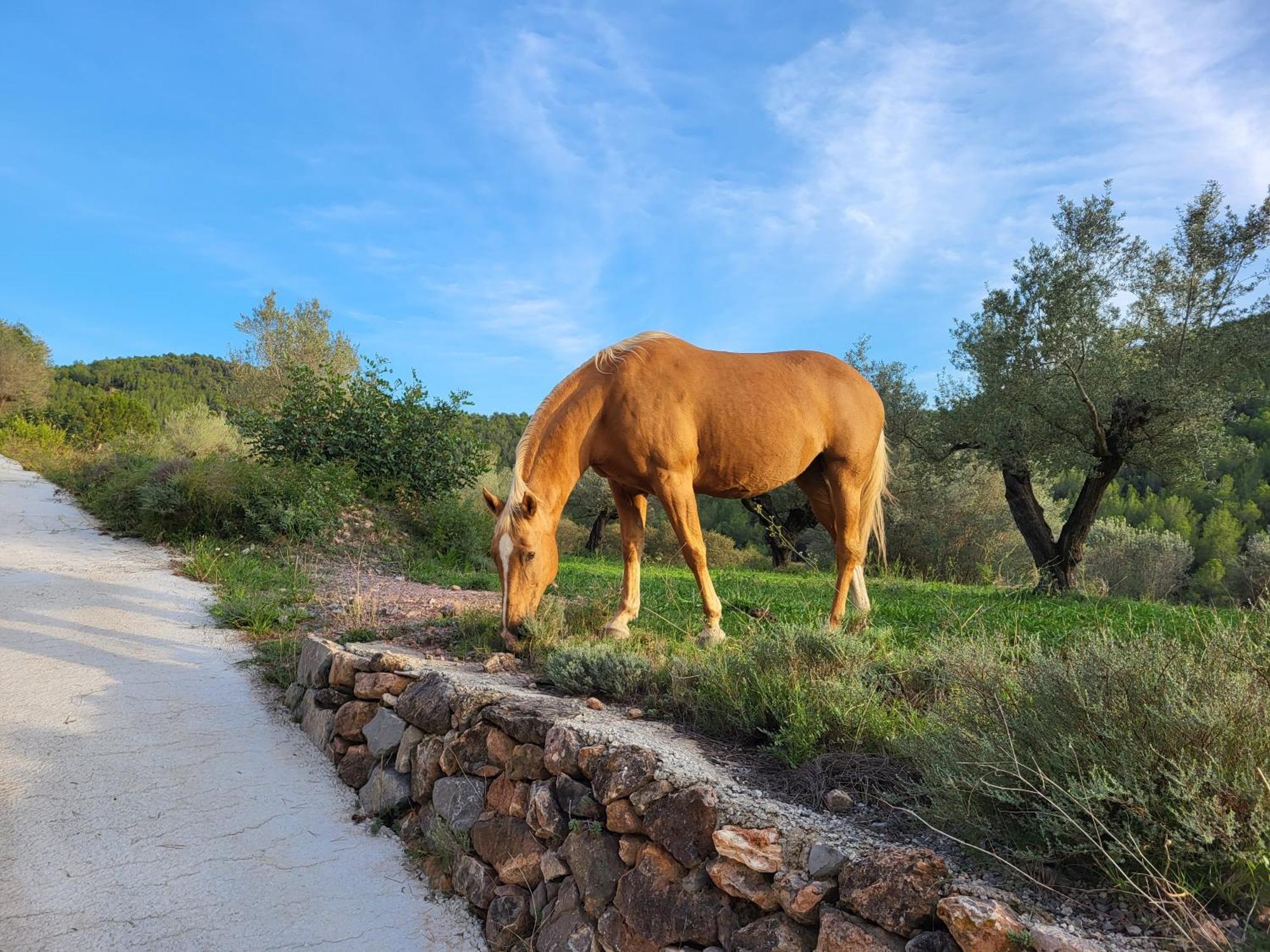 Vall de Almonacid Masia De Matuta מראה חיצוני תמונה